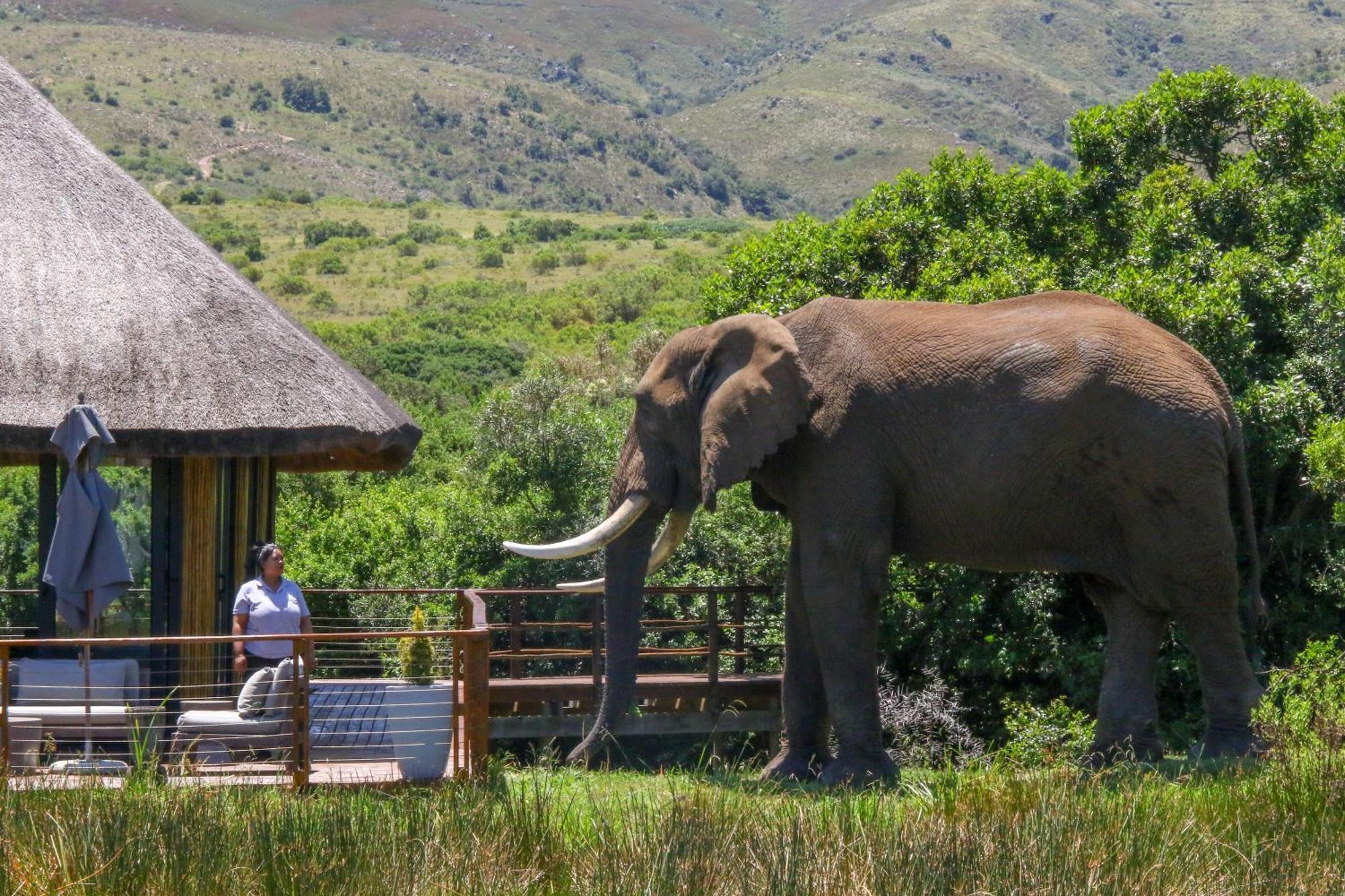 Barefoot Addo Elephant Lodge エクステリア 写真